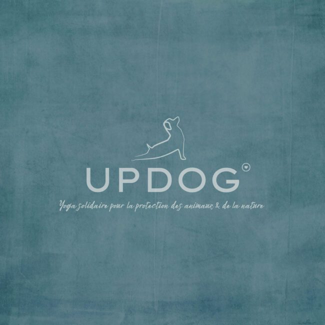 Création du logo Updog